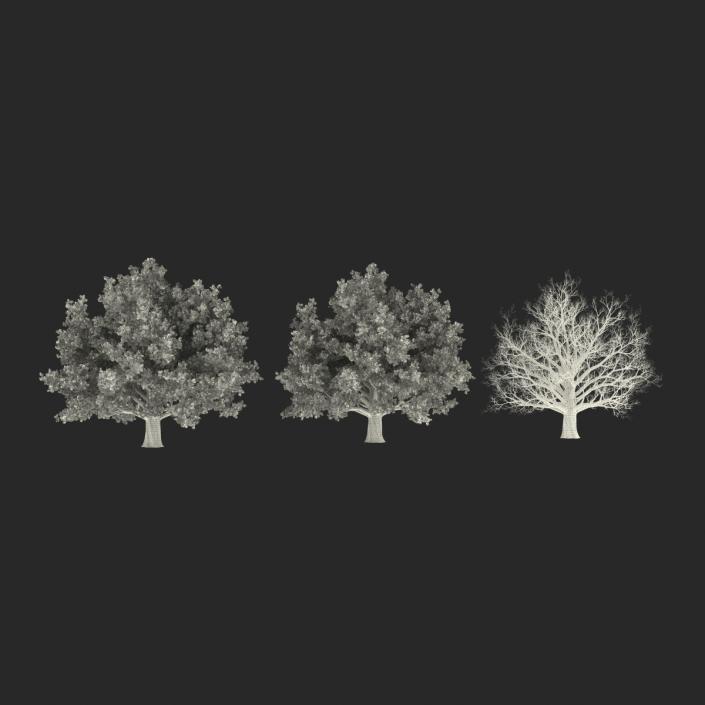 3D model Red Oak Old Tree Set